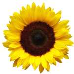 Sunflower Wellness Retreat